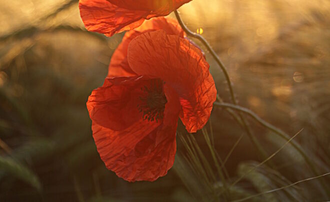 Nahaufnahme einer Mohnblume mit zwei roten Blüten mit Abendrot im Hintergrund | GettyImages / SandraKavas